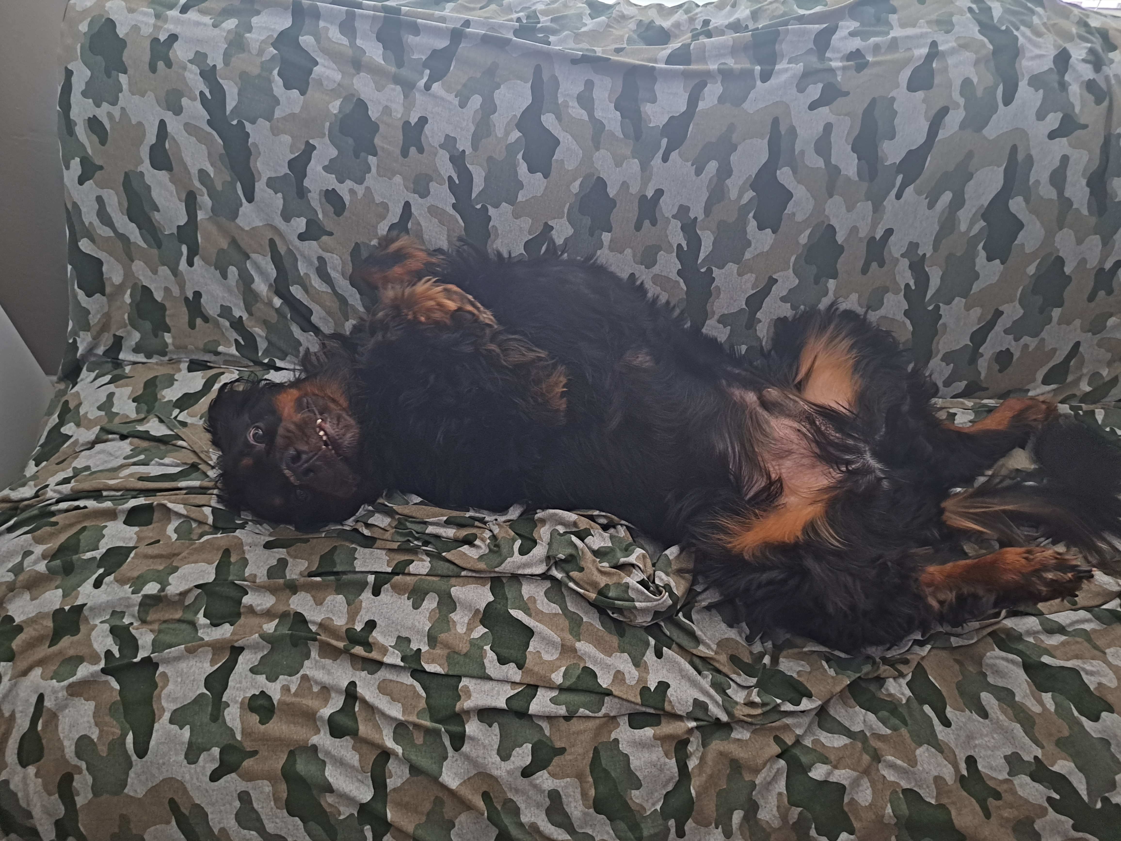 Gordie - Chief Morale Officer